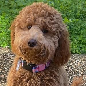 Meet your Posher, Tim